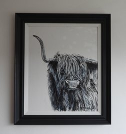 black and white highland cow